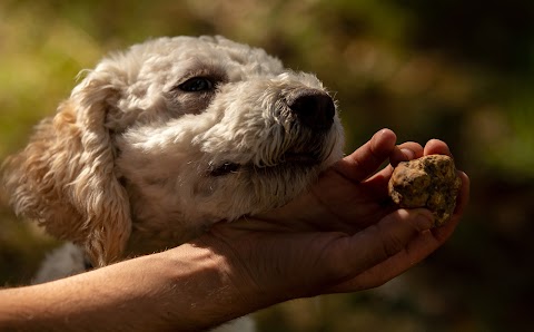 Piedmont Truffles