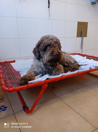 Toelettatura Snoopy la casa del Lagotto Romagnolo