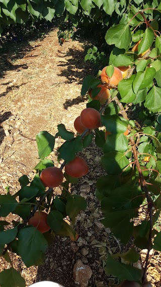 Az. Agricola Ortolano