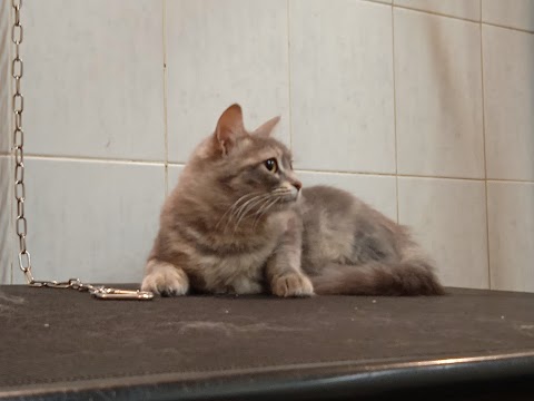 Piccoli Amici Toilette per Animali