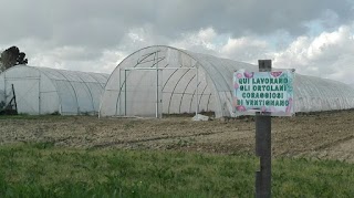 Ortolani Coraggiosi