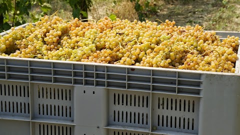 Azienda Agricola La Ciocca