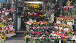 Piante e fiori piazza trasimeno