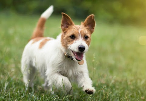 Ambulatorio Veterinario Associato Orti Veronesi