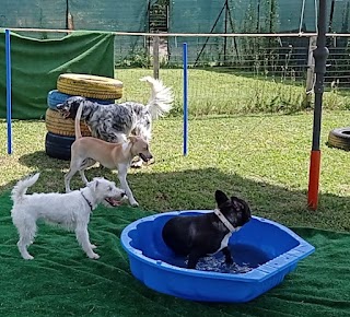 Pensione per cani e Addestramento Bau School