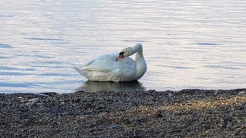 Amici del Lago