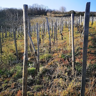 VIGNA CONTRADA CARPENE CANTINE DI NESSUNO