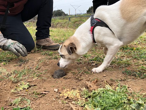 Nature Dog - Servizi Cinofili