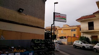 PELLICANO