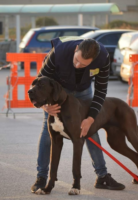 Addestramento e Pensione per Cani