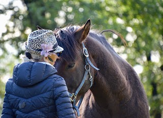 Raidho Healing Horses