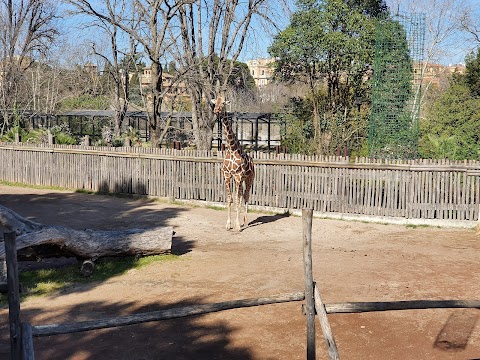 Recinto delle giraffe