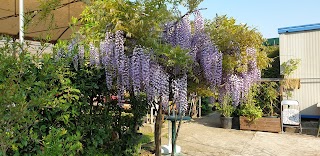 Floricoltura Di Accardo Domenica