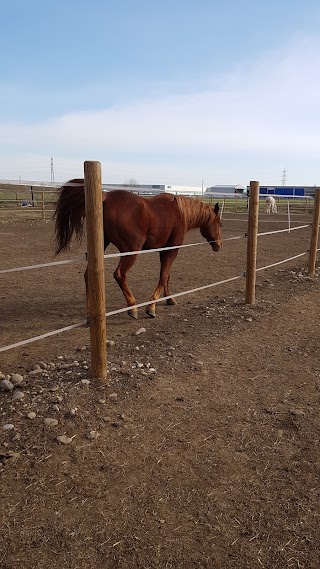 Scuderia il Vecchio Noce di Piacentini P. - collaborazione E.Lavarini Equestrian Team