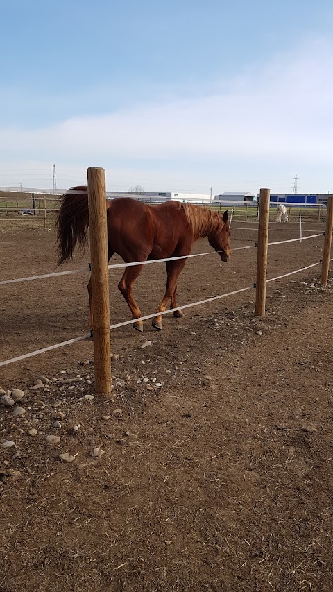 Scuderia il Vecchio Noce di Piacentini P. - collaborazione E.Lavarini Equestrian Team