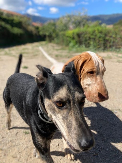 ScodinzolanDog • parco divertimenti per cani Messina