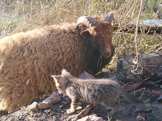 Ambulatorio Veterinario Dott. Emiliano Costamagna