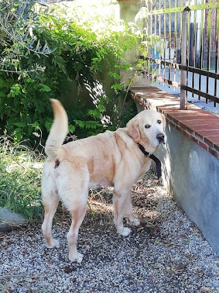 Ambulatorio Veterinario Marlia S.N.C.