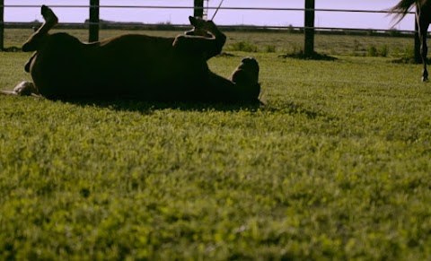 La Prospera Centro Equestre