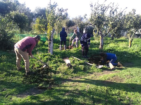 Jacaranda Center - Grounding Institute