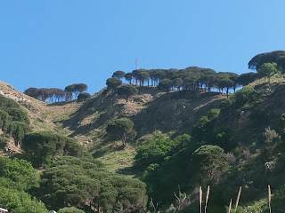 La Vecchia Mimosa