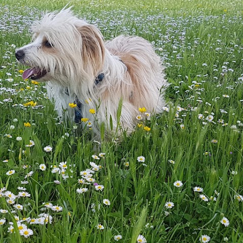 Ambulatorio Veterinario Prato - Dott.ri Pucci Liani Bonacchi