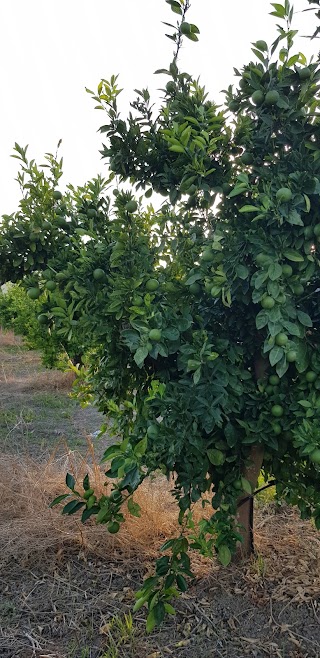 Sole Di Sicilia