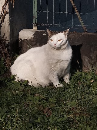 Ambulatorio Veterinario Dr. Sergio Pastrone