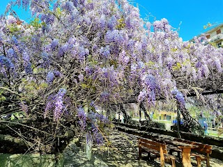 Fiorista Fiori E Piante