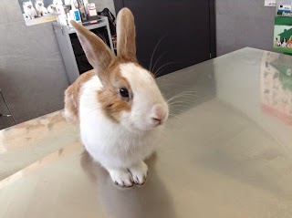 Ambulatori veterinari AL QUADRATO