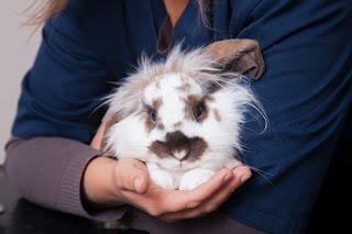 Studio Veterinario La Fenice