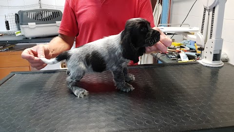 Cocker inglese allevamento di casa ANTONINO, bagheria toelettatura stripping, cani e gatti