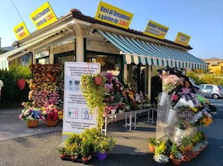 La Primula Fiori Chiosco