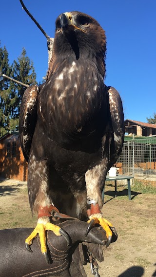 Associazione sportiva A.S.D. “Hieramatra” * Centro di Falconeria & allevamento Cane Corso