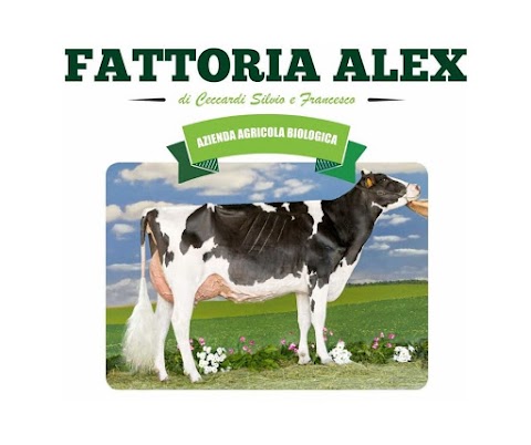 Fattoria Alex