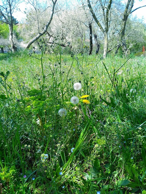 Giardino Luigi Vitulli