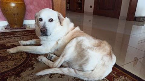 Ambulatorio Veterinario Sant'Anna Del Dott. Marino