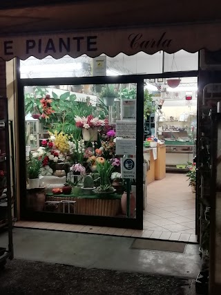 Fiori E Piante Carla