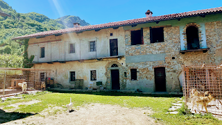 Mon Viso Rioblu Allevamento Cane Lupo Cecoslovacco