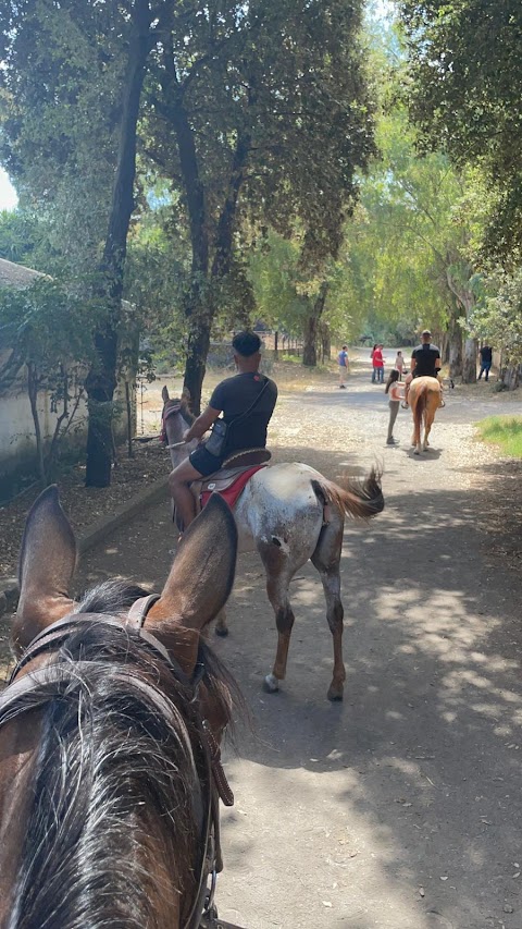 Horses Land Vesuvio