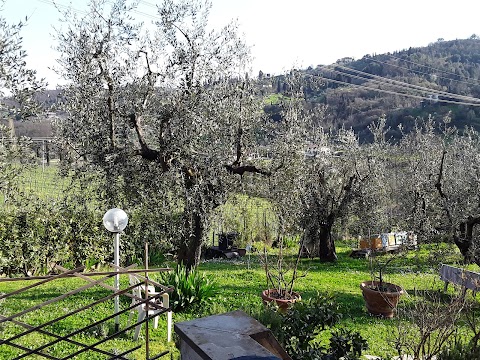 La collina degli olivi