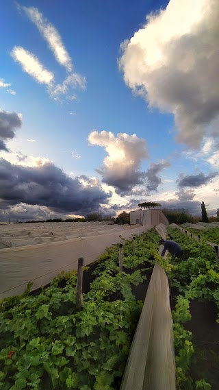 Azienda Agricola De Tomaso