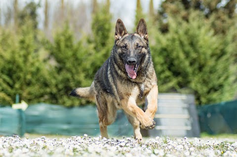 Dog Hotel il Gonnellino