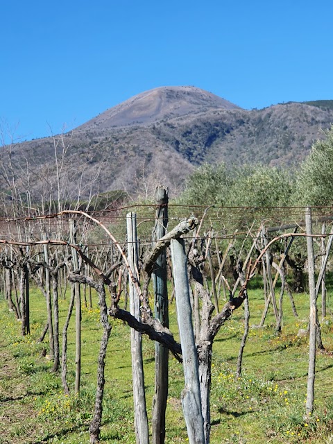 Horses Land Vesuvio