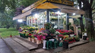 piante e fiori