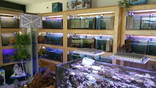 Acquario G