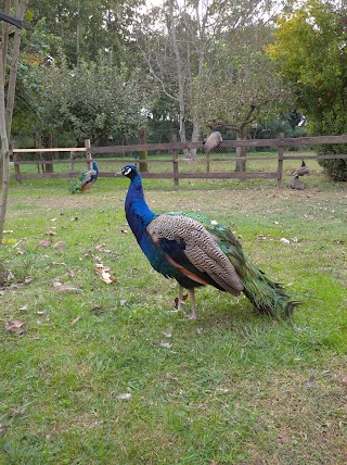 Bosco del Lusignolo