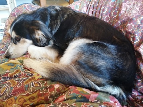 Casa Di Bellezza Del Cane Di Chiapelli Fausto