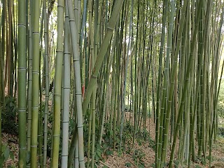 Orto Botanico di Roma