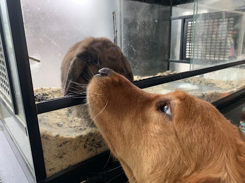 Tutto Per Il Cane Bollo Bello Di Carvelli Raffaele